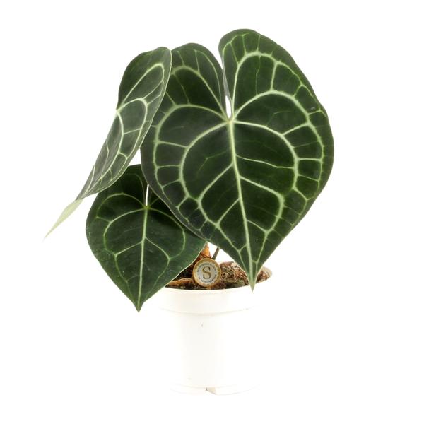 Herzblattblume - Anthurium Clarinervium - Zimmerpflanze - Ø12cm - ↕30cm