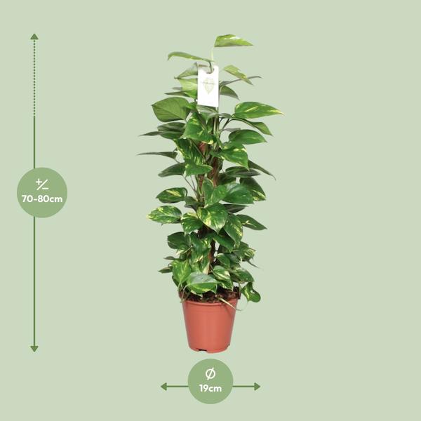 Efeutute - Epipremnum Scindapsus Pinnatum - Moosstock - Zimmerpflanze - Ø19cm - ↕80cm