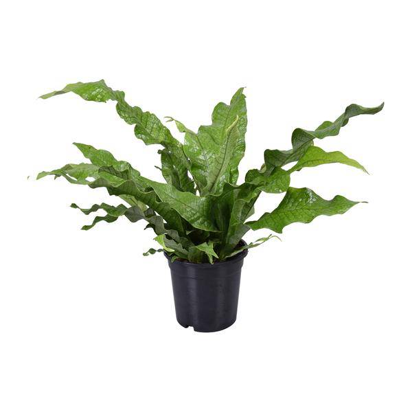 Känguru-Farn - Microsorum Diversifolium - Zimmerpflanze - Ø17cm - ↕45cm