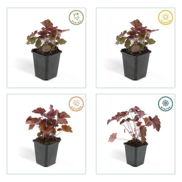 Rotblättriges Silberglöckchen - Heuchera mic. 'Palace Purple' - ↕10-25cm - Ø9cm - 6 Stück