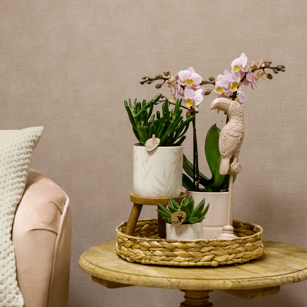 Pflanzenset Vintage Pink - Grünpflanzen mit pinker Phalaenopsis Orchidee im Vintage Pink Ziertopf und Zubehör