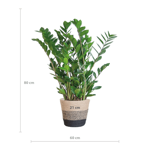 Zamioculcas Zamiifolia Glücksfeder – robuste Zimmerpflanze ↕80cm Ø21cm – pflegeleichte Smaragdpalme im nachhaltigen Viber Topf Schwarz