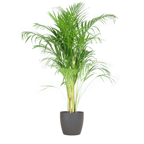 Areca-Palme Dypsis Goldfruchtpalme – Zimmerpflanze ↕100cm Ø21cm – Mit biologisch abbaubarem Viber-Topf Grau – Luftreinigende Tropenpflanze für Wohnzimmer & Büro