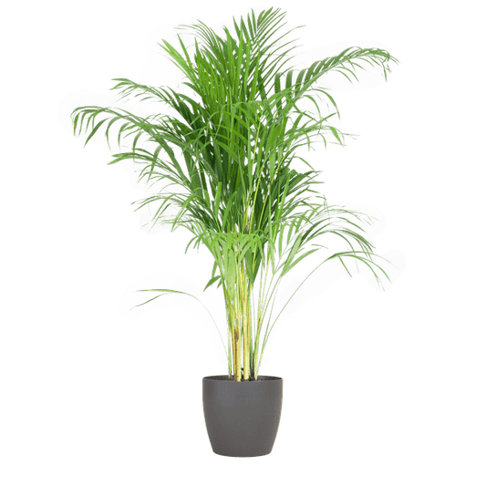 Areca-Palme Dypsis Goldfruchtpalme – Zimmerpflanze ↕100cm Ø21cm – Mit biologisch abbaubarem Viber-Topf Grau – Luftreinigende Tropenpflanze für Wohnzimmer & Büro