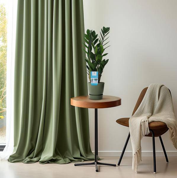 Glücksfeder - Zamioculcas Zamiifolia - Zimmerpflanze - Ø14cm - ↕55cm