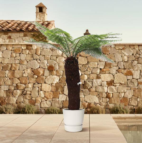 Taschenfarn - Dicksonia Antarctica - 280cm - ø60cm