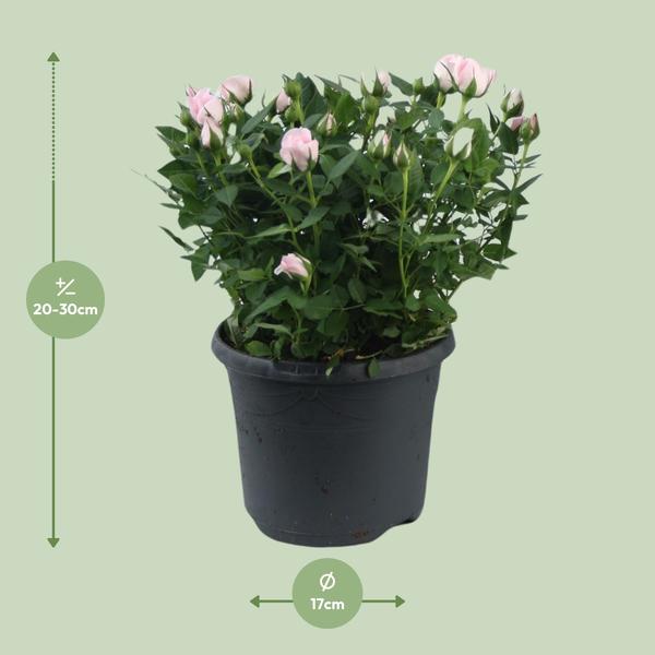 Rose - Topfrose Jewel Patio Baby - Zimmerpflanze - Ø17cm - ↕30cm
