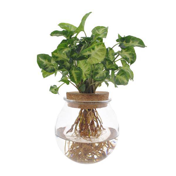 Purpurtute Syngonium Pixie – Hydroponische Zimmerpflanze – Ø12cm – 30cm Höhe – dekoratives grünes Laub – Pflegeleicht