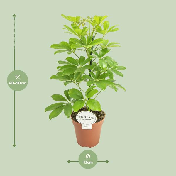 Strahlenaralie - Schefflera Nora - Zimmerpflanze - Ø13cm - ↕45cm
