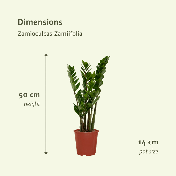 Glücksfeder - Zamioculcas Zamiifolia - Smaragdpalme - 50cm - ø14cm - 2 Stück