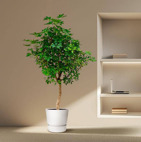 Strahlenaralie – Schefflera auf Stiel – Zimmerpflanze 210cm – Ø45cm – Immergrüne XXL-Grünpflanze mit handförmigen Blättern – Tropische Kübelpflanze für Wohnzimmer & Büro – Pflegeleicht