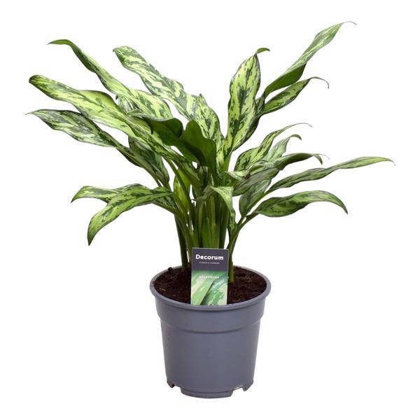 Aglaonema Juliette – Kolbenfaden – Zimmerpflanze – Tropische Blattschmuckpflanze – Pflegeleicht – Exotische Dekopflanze – ↕40cm – Ø12cm