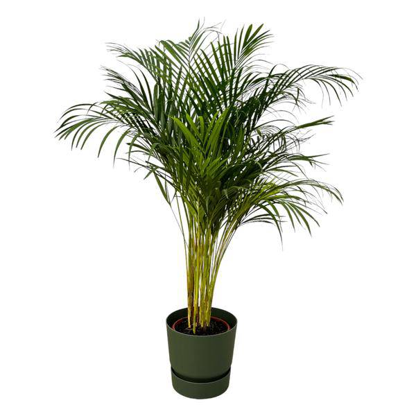 Areca Palme – Betelpalme – Zimmerpflanze ca. 130cm – ø24cm – inkl. Pflanzgefäß Greenville Grün D30xH28 – Tropische Grünpflanze für Wohnzimmer, Büro & Wintergarten