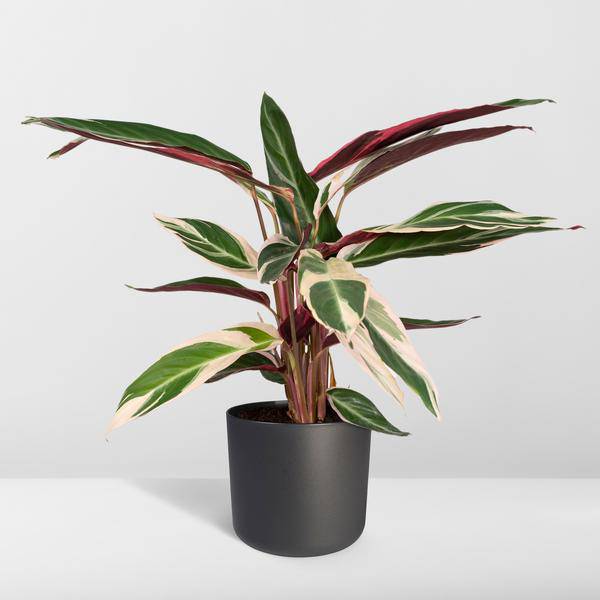 Calathea Triostar - Pfauenpflanzet - Ø19cm - ↕70cm - Oasis of Life