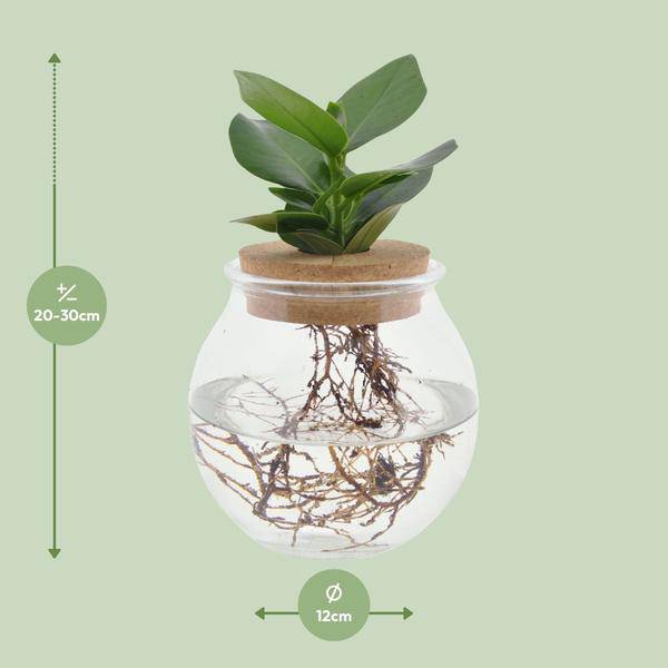 Clusia in Kugelglas + Schnappkorken - Ø12cm - ↕30cm