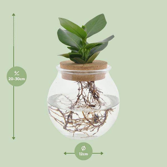 Clusia in Kugelglas + Schnappkorken - Ø12cm - ↕30cm