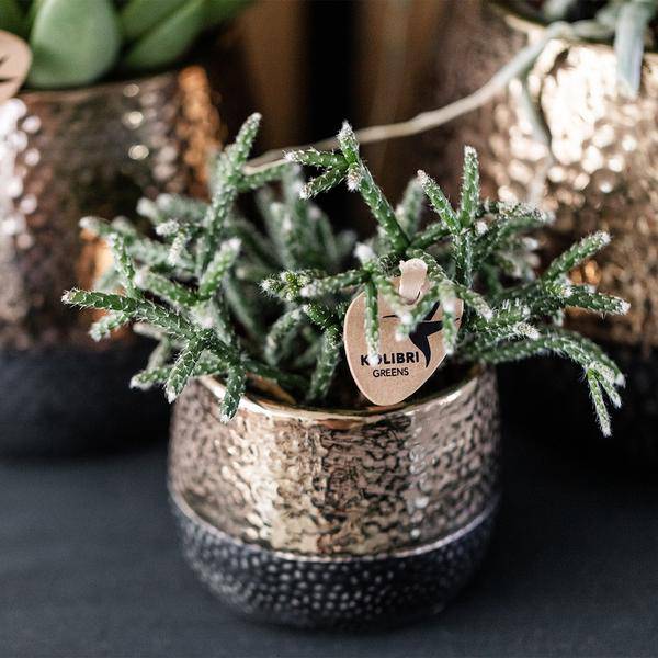 Elite Topf Kupfer - Ø6cm