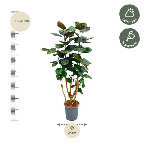 Fiederaralie - Polyscias Fabian - Zimmerpflanze - 130cm - ø24cm