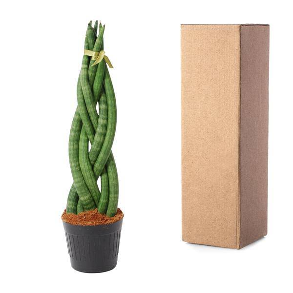 Sansevieria cylindrica Twist – Bogenhanf – pflegeleichte Zimmerpflanze – luftreinigend – ↕40cm – Ø10,5cm