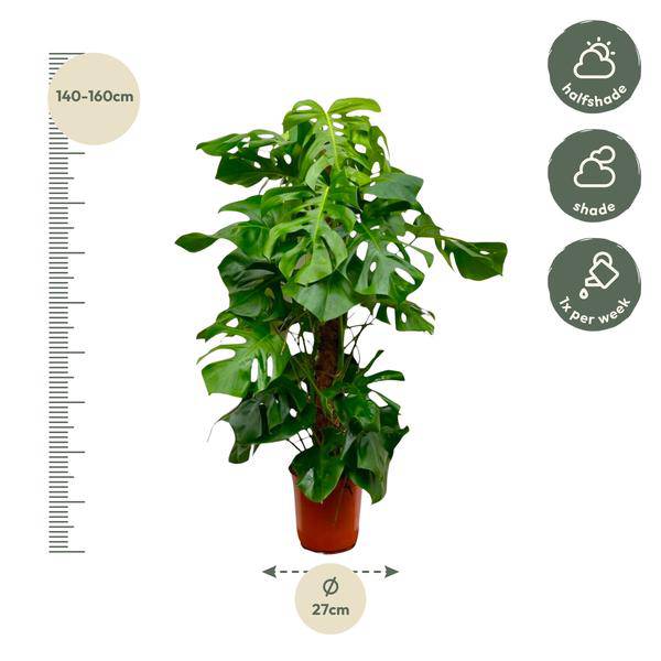 Monstera Deliciosa – Köstliches Fensterblatt – Zimmerpflanze 150cm – Ø27cm – Tropische XXL-Pflanze mit großen grünen Blättern – Dekorative Kübelpflanze für Wohnzimmer & Büro – Pflegeleicht