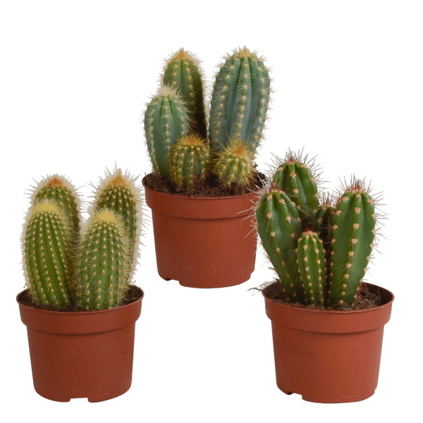 Kaktus - Cereus Mix - Zimmerpflanze - 10,5 cm - 3 Stück