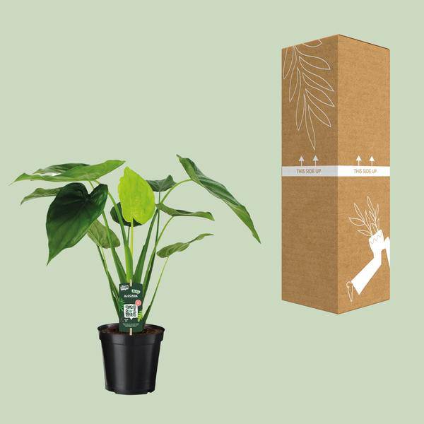 Alocasia Cucullata - Elefantenohr - Ø19cm - ↕55cm - Oasis of Life