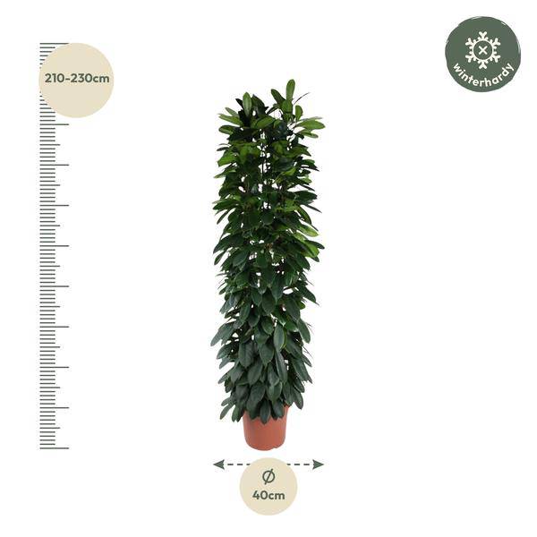 Gummibaum - Ficus Cyathistipula - 220cm - ø40cm