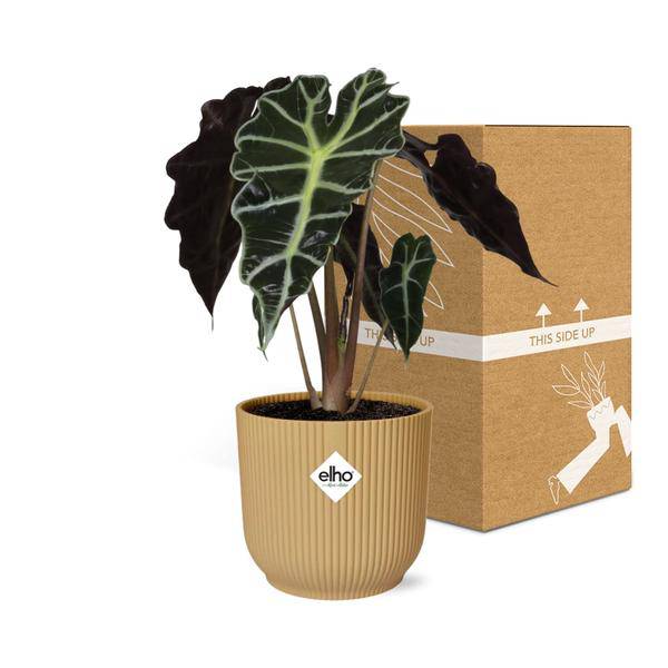 Pfeilblatt - Alocasia 'Polly' - Zimmerpflanze + Topf Vibes Fold 14cm Gelb