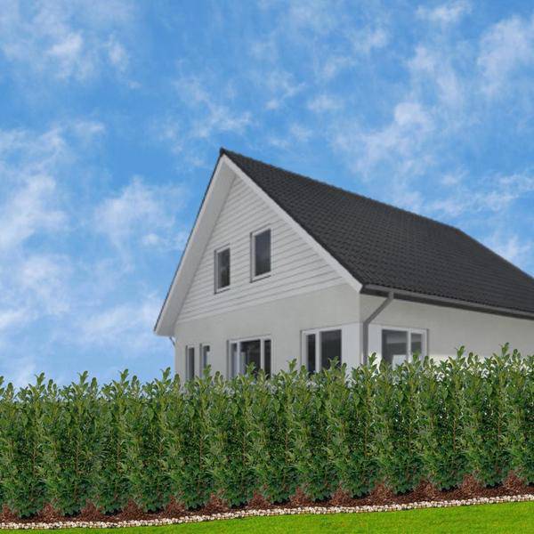 Kirschlorbeer Rotundifolia – 20 Pflanzen für 10 Meter Hecke – Immergrüne Lorbeerkirsche 125–150cm – Schnellwachsend & dicht – Perfekt als Sichtschutzhecke