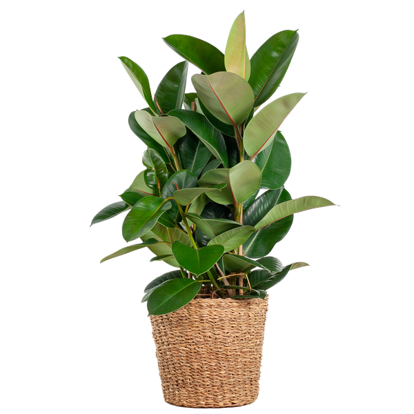 Ficus Elastica Robusta – Gummibaum – Zimmerpflanze – ca. 90 cm – Ø27 cm – In Pflanzkorb Torun – Pflegeleicht & dekorativ