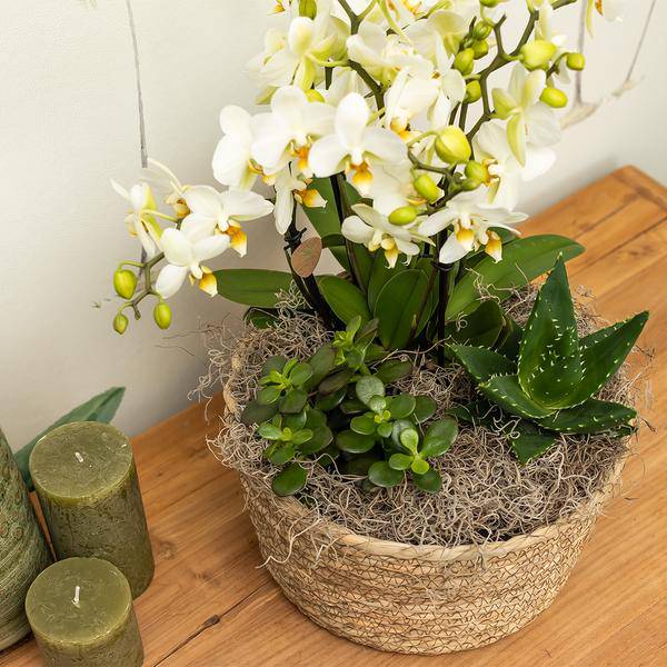 Schilfkorb Blumenschale – Ø30cm – Runde dekorative Pflanzschale aus Naturgeflecht – Handgefertigt – Für Orchideen, Sukkulenten & Zimmerpflanzen – Boho & Dschungel-Stil