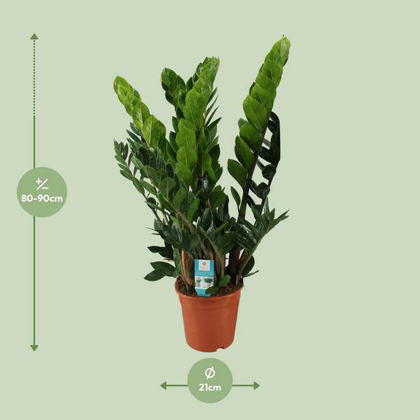 Glücksfeder – Zamioculcas Zamiifolia – Zimmerpflanze – Ø 21 cm Topf – Höhe ca. 80 cm – Pflegeleichte, robuste Grünpflanze