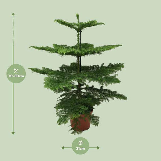 Norfolk-Araukarie (Araucaria Heterophylla) – Zimmerpflanze Ø21cm – 70cm hoch – Luftreinigend, pflegeleicht & dekorativ – Schlankes Design für kleine Räume