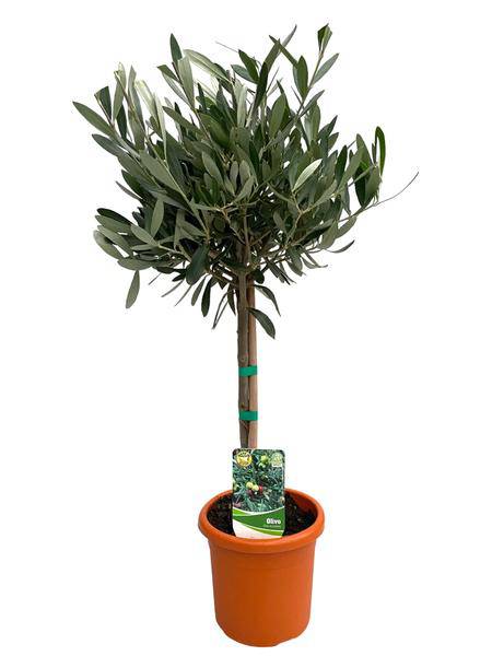 Olea Europaea - Olivenbaum - Zimmerpflanze - Ø15cm - ↕60cm