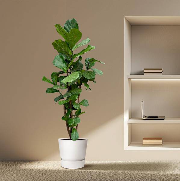 Geigen-Feige – Ficus Lyrata – Zimmerpflanze 220cm – Ø40cm – XXL-Designpflanze mit großen geigenförmigen Blättern – Exklusive Kübelpflanze für Wohnzimmer, Büro & Wintergarten – Pflegeleicht