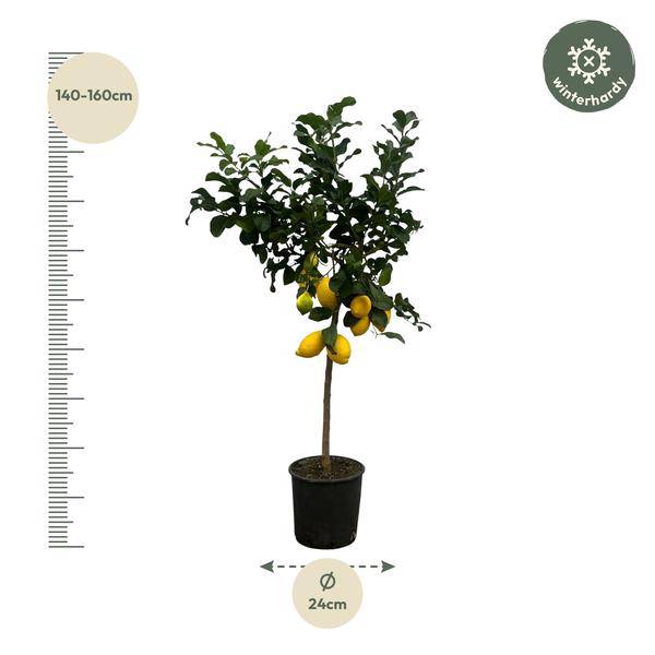 Zitronenbaum – Citrus Lemon – Mediterrane Kübelpflanze für Balkon Terrasse Wintergarten – Ø24cm – ↕150cm