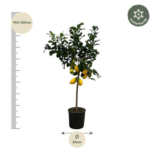 Zitronenbaum – Citrus Lemon – Mediterrane Kübelpflanze für Balkon Terrasse Wintergarten – Ø24cm – ↕150cm