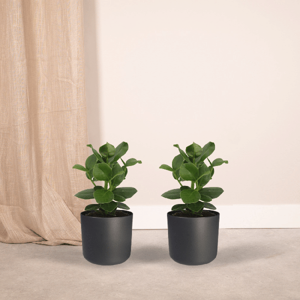 Signaturbaum - Clusia Princess - Zimmerpflanze - Ø12cm - ↕15cm - 2 Stück