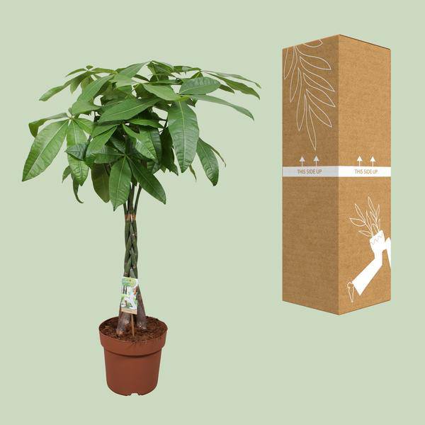 Glückskastanie - Pachira Aquatica - Zimmerpflanze - Ø24cm - ↕120cm
