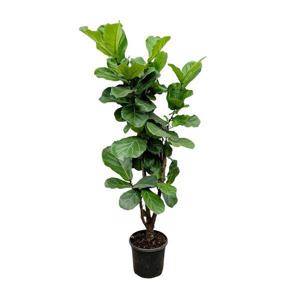 Feigenbaum – Ficus Lyrata – ca. 170cm hoch – Ø32cm – Geigenfeige als imposante Zimmerpflanze – XXL Grünpflanze mit großen Blättern – Dekorative Pflanze für Wohnzimmer & Büro