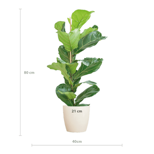 Ficus Lyrata – Geigen-Feige – Zimmerpflanze ↕80cm – Ø21cm – große Blätter – inklusive nachhaltigem Viber Topf Weiß – dekorative Grünpflanze für Zuhause und Büro