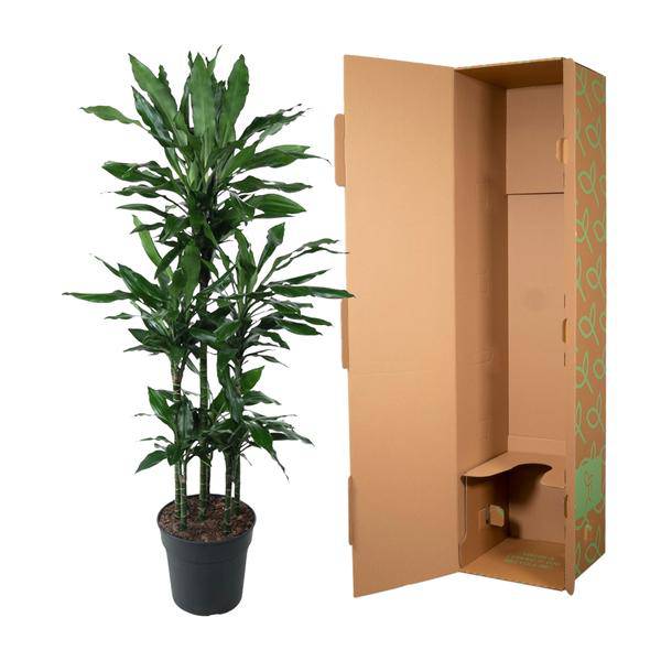 Drachenbaum - Dracaena Janet Lind Karussell - 140 cm - ø31cm