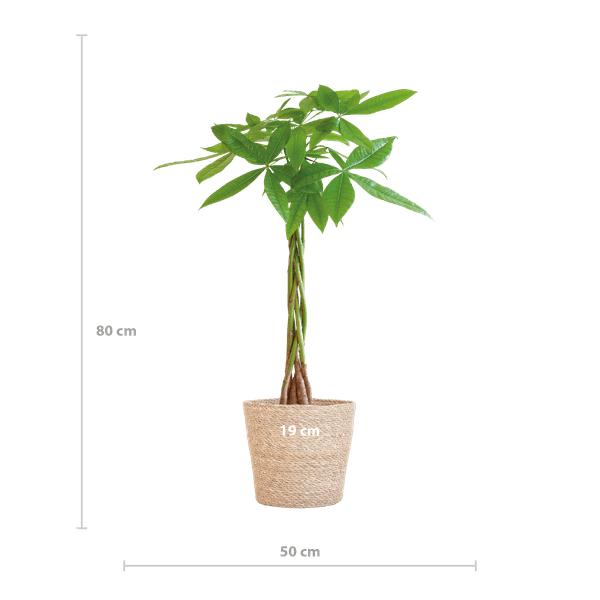 Pachira Aquatica 80cm – Glückskastanie Zimmerpflanze Ø21cm im naturfarbenen Seegras-Korb Sofia – Geldbaum mit geflochtenem Stamm