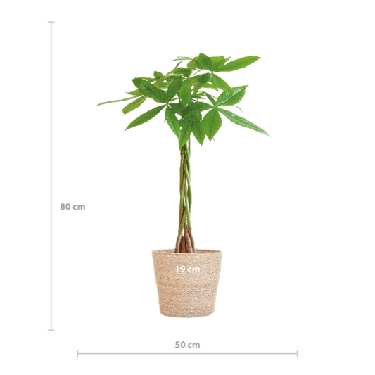 Pachira Aquatica 80cm – Glückskastanie Zimmerpflanze Ø21cm im naturfarbenen Seegras-Korb Sofia – Geldbaum mit geflochtenem Stamm