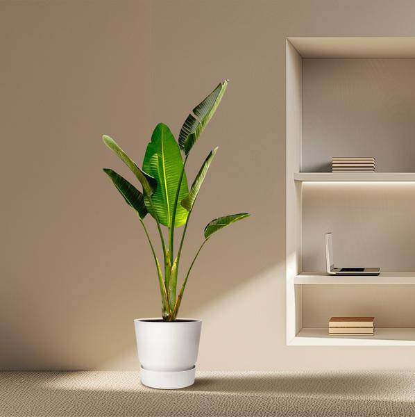 Baum-Strelitzie - Strelitzia Augusta - Zimmerpflanze - 180cm - ø30cm