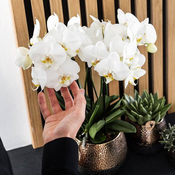 Elite Topf Kupfer - Ø12cm