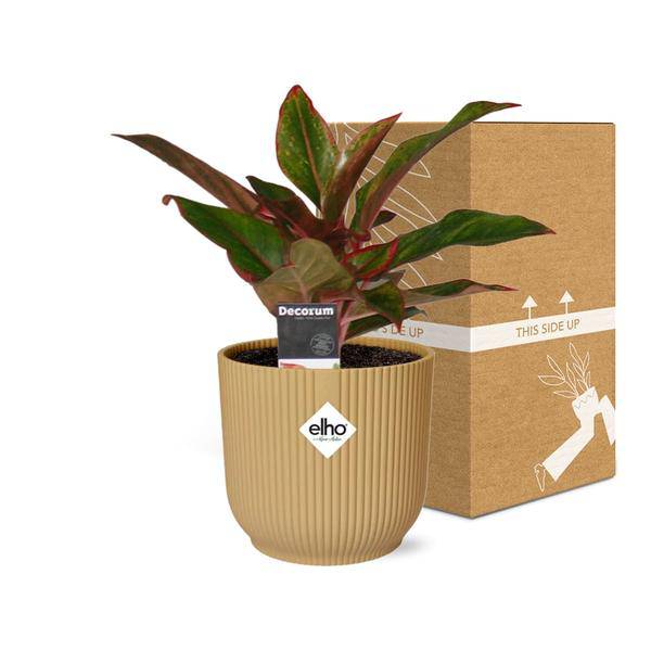 Kolbenfaden - Aglaonema Kreta - Zimmerpflanze + Topf Vibes Fold 14cm Gelb
