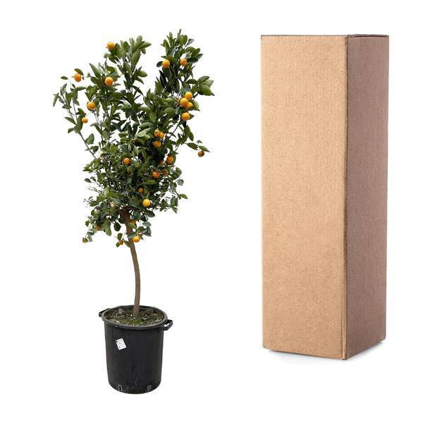 Orangenbaum - Zwergorange - Citrus Calamondin - 200cm - ø40cm