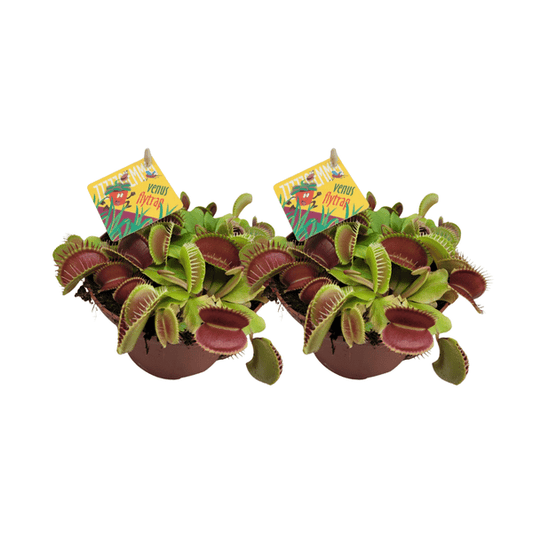 Dionaea Muscipula – Venusfliegenfalle – fleischfressende Pflanze – 2 Zimmerpflanzen – Ø12cm – ↕12cm Höhe