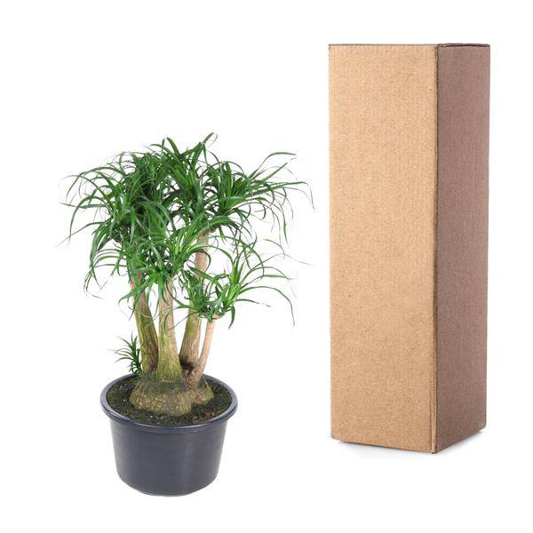 Beaucarnea – Klumpstamm 110cm – Ø41cm – Zimmerpflanze mit exotischem Look – Elefantenfuß mit dickem Stamm & langen Blättern – Pflegeleichte Grünpflanze für Wohnzimmer, Büro & Wintergarten